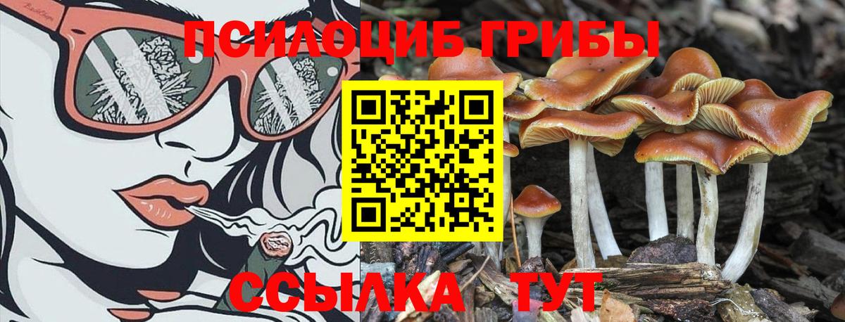 Галлюциногенные грибы Psilocybe Ачинск